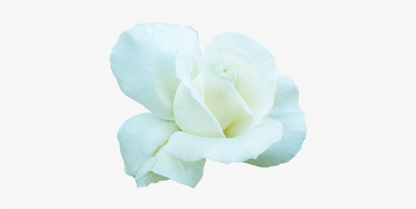 White Rose For Valentine's Day - Valentine's Day, transparent png