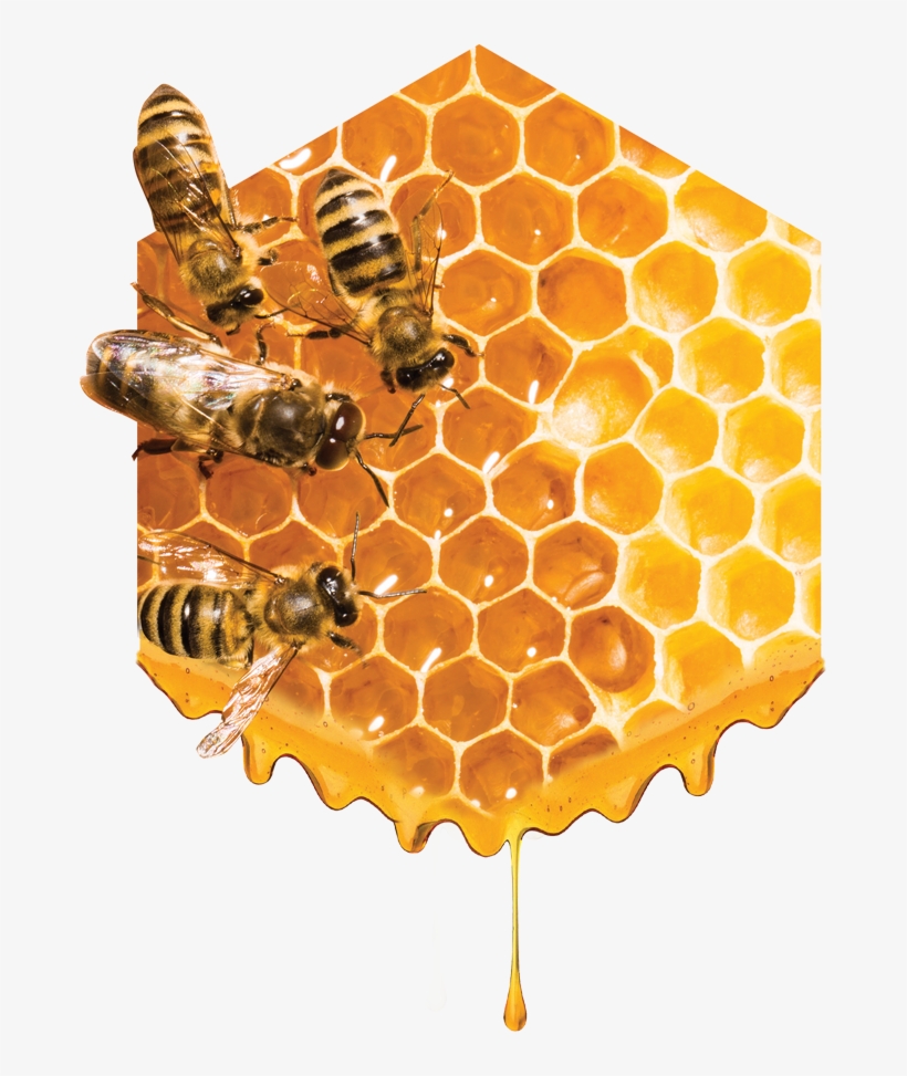 Unparalleled Customer Service - Miel De Abeja, transparent png