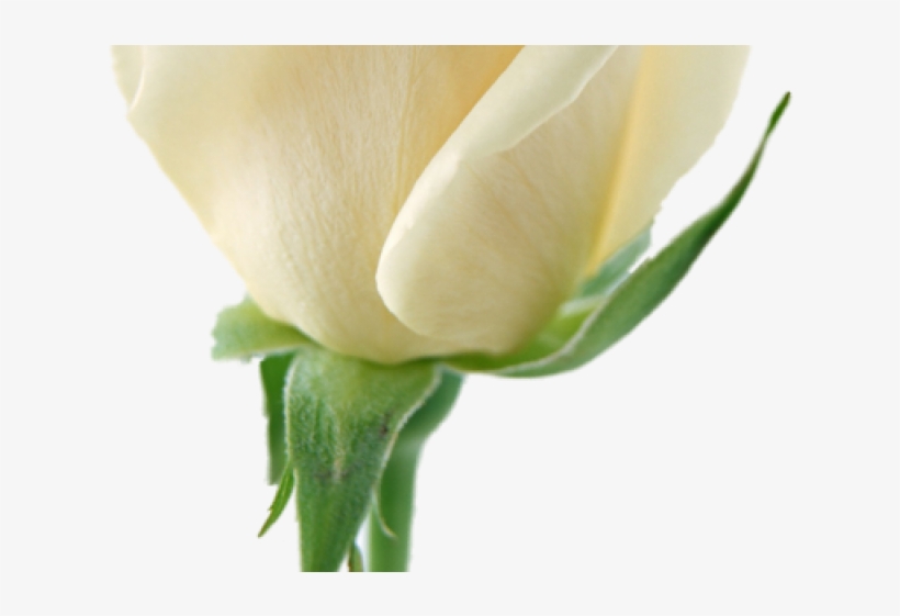White Rose Clipart Transparent Background - Transparent Background White Rose, transparent png