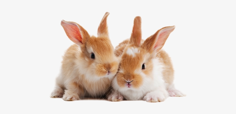 Advancing - Cute Names For Pet Rabbit, transparent png