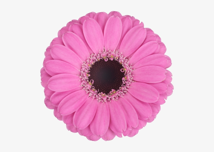 Mexican Pink - Cut Flowers, transparent png