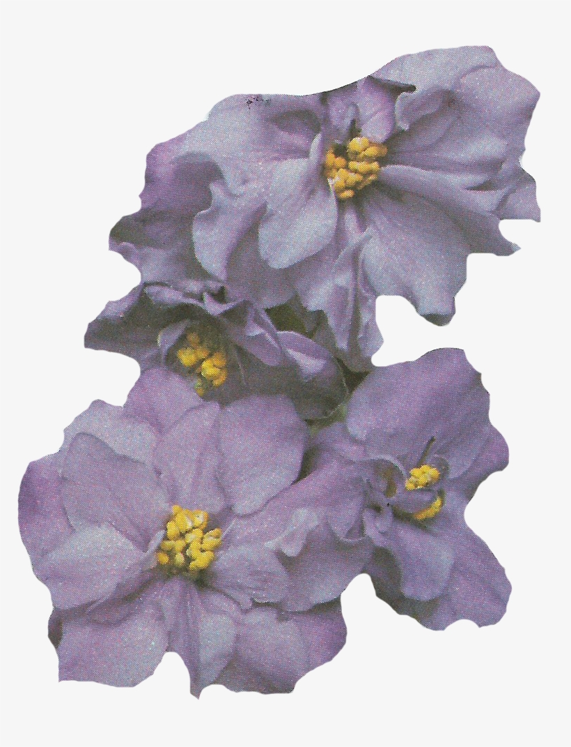 And For This Relaunch - African Violets, transparent png