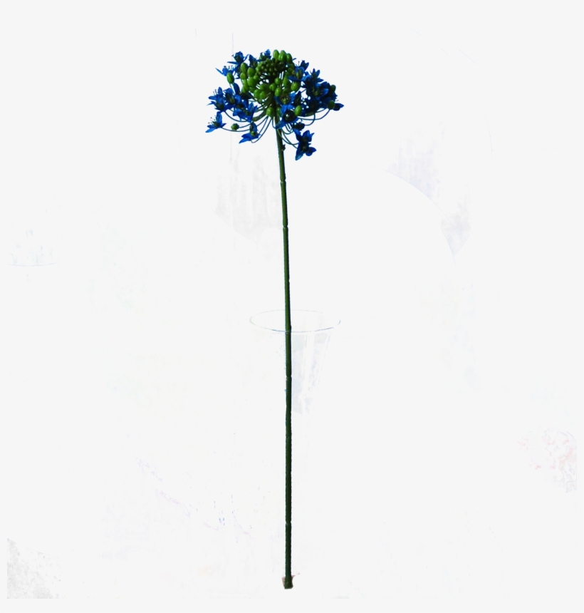 Mexican Pinyon, transparent png
