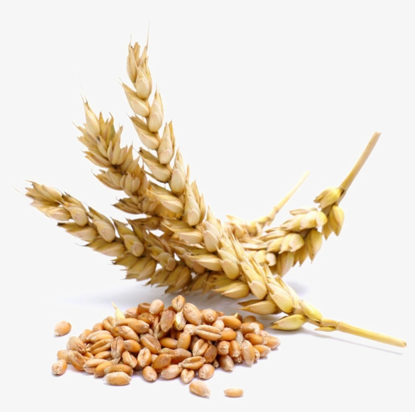 Wheat Png Transparent Image - Wheat Allergen, transparent png