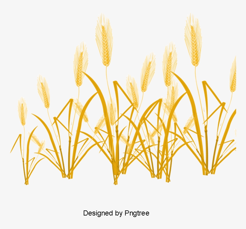 Harvested Wheat, Vector, Wheat, Golden Png And Psd - Portable Network Graphics, transparent png