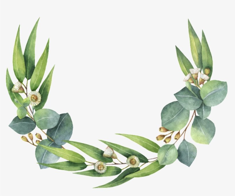 Roseta De Hojas Verdes - Eucalyptus Wreath Clip Art, transparent png