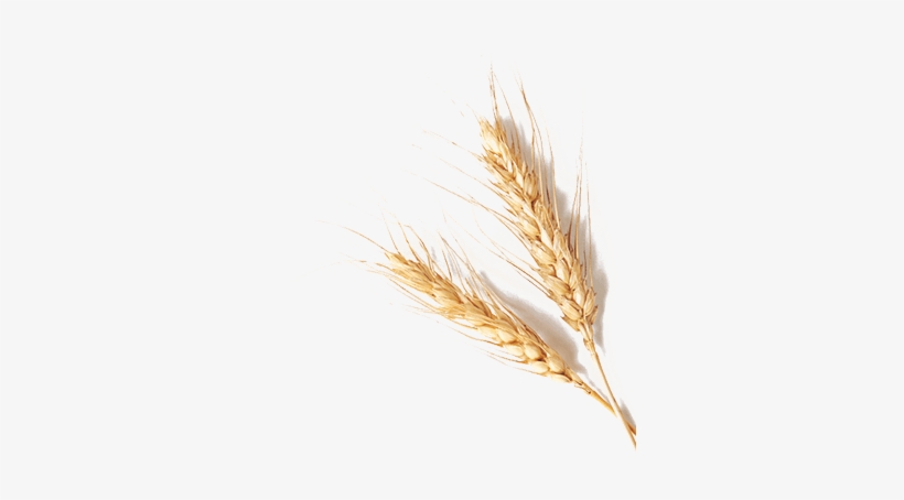 Aata-4 - Grain Of Wheat, transparent png