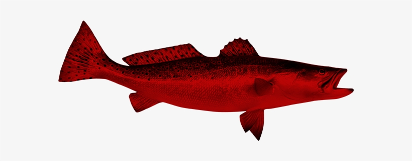Draught - Red Drum, transparent png