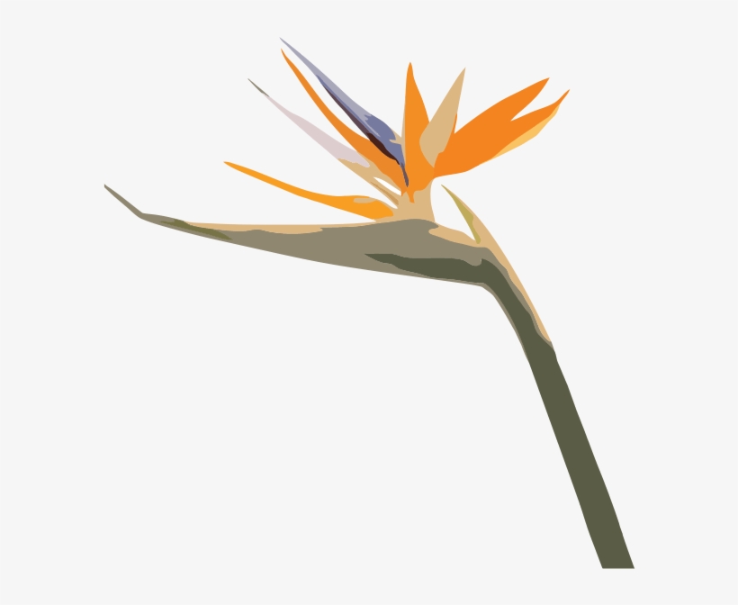 Grow Lush Hire - Bird Of Paradise, transparent png