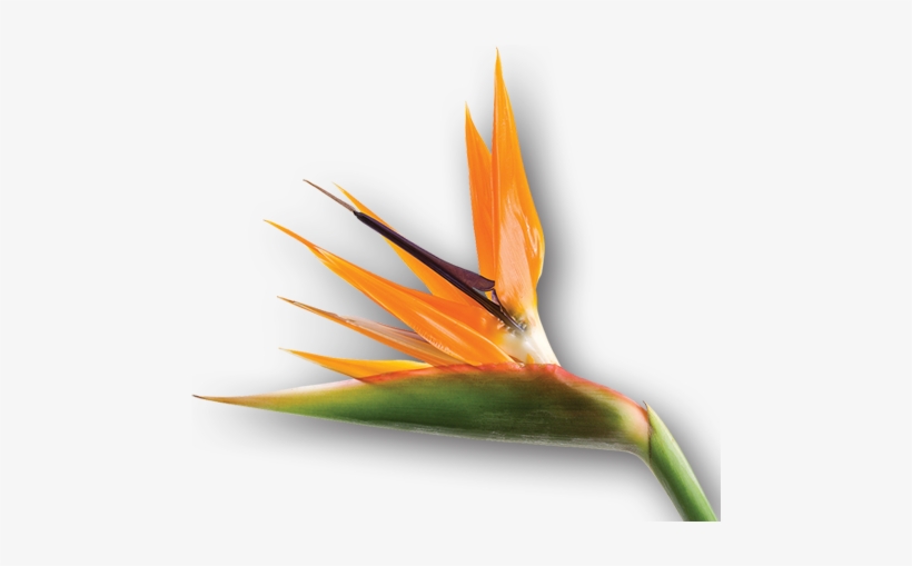 Bird Of Paradise Flower - Bird Of Paradise Flower Png, transparent png