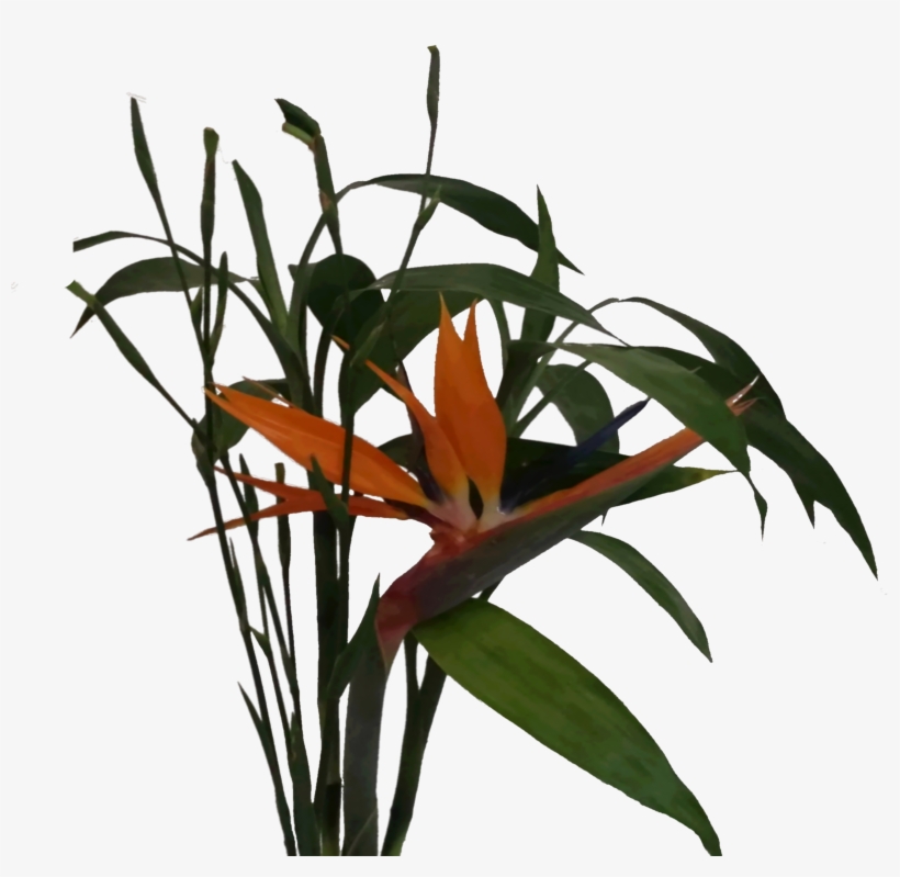 File - Unknownplant - Ceratostylis, transparent png