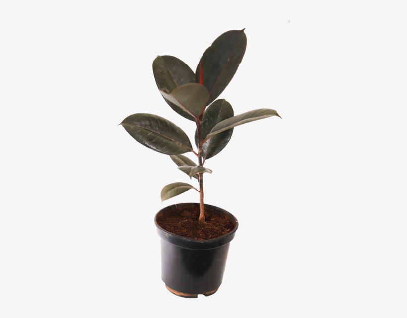 Ficus Elastica Decora Rubra, Rubber Plant -burgundy - Rubber Fig, transparent png