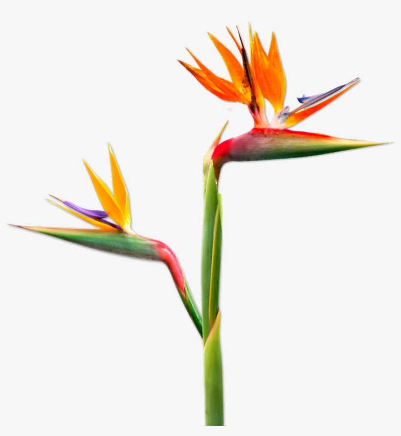 Untitled Design 3 - Plant Parents, transparent png