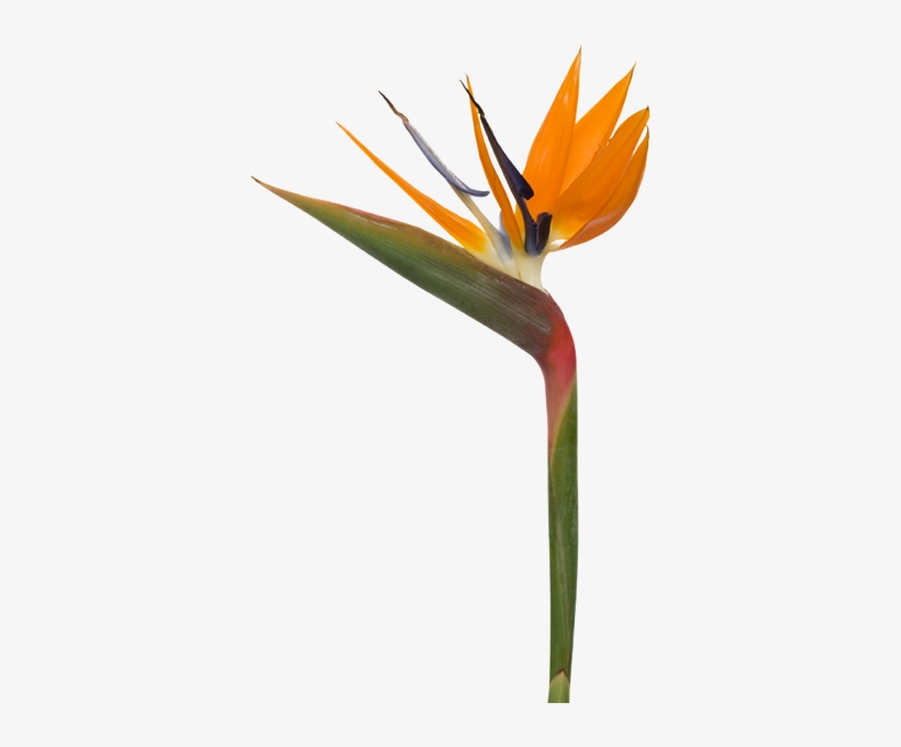 Bird Of Paradise, transparent png