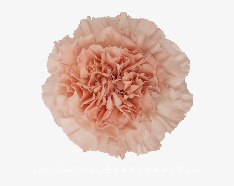 Colibri Flowers Carnation Light Pink Candy, Grower - Carnation Png, transparent png