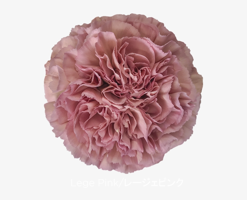 Colibri Flowers Carnation Lege Pink, Grower Of Carnations, - Carnation, transparent png