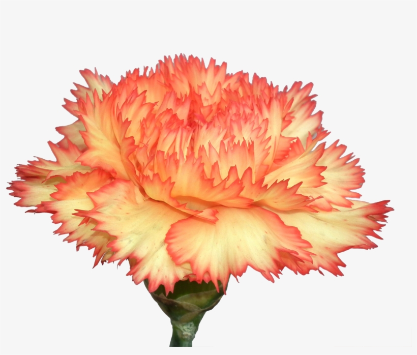 Carnation Flowers Png Photo Background - Carnation, transparent png