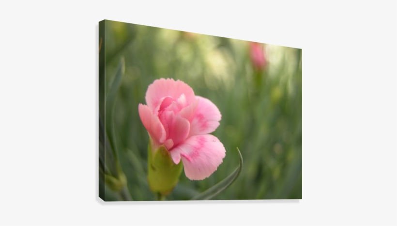 Pink Carnation Photograph Canvas Print - Canvas Print, transparent png