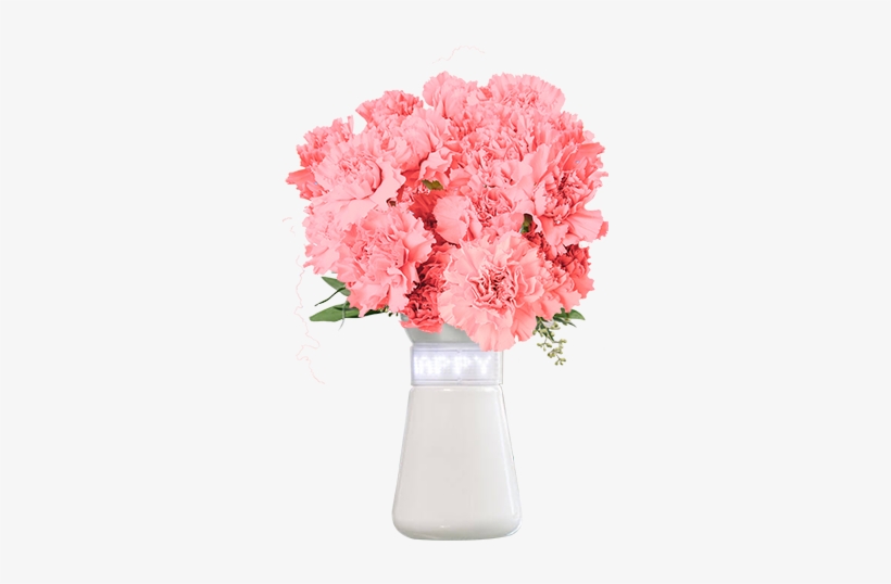 Features - Carnation, transparent png