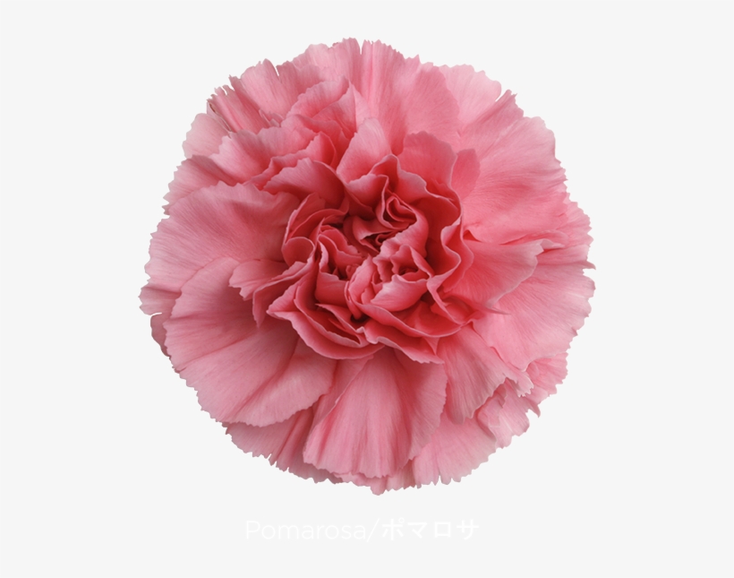 Colibri Flowers Carnation Pomarosa, Grower Of Carnations, - Rosa Garden Mayra, transparent png