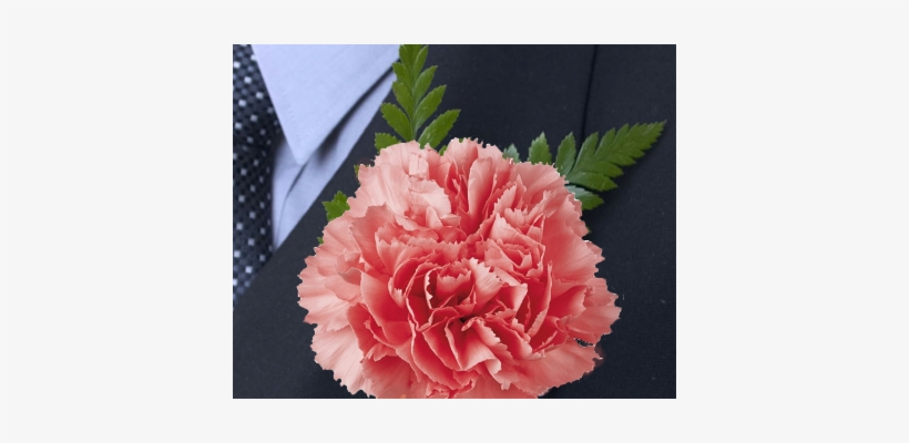 More Views, transparent png