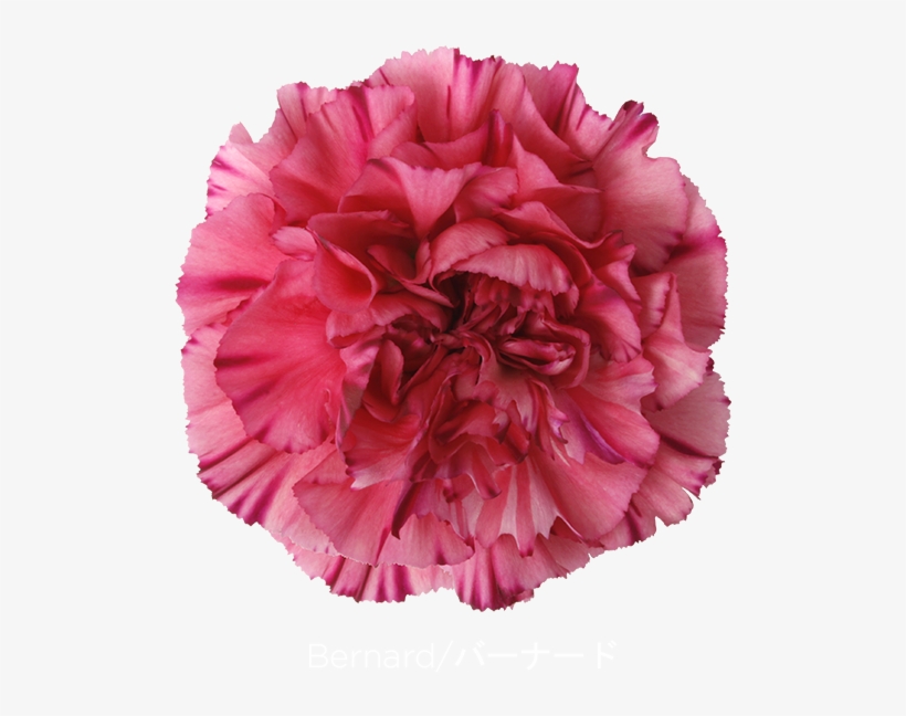 Colibri Flowers Carnation Bernard, Grower Of Carnations, - Fantasia Violet Geranium, transparent png
