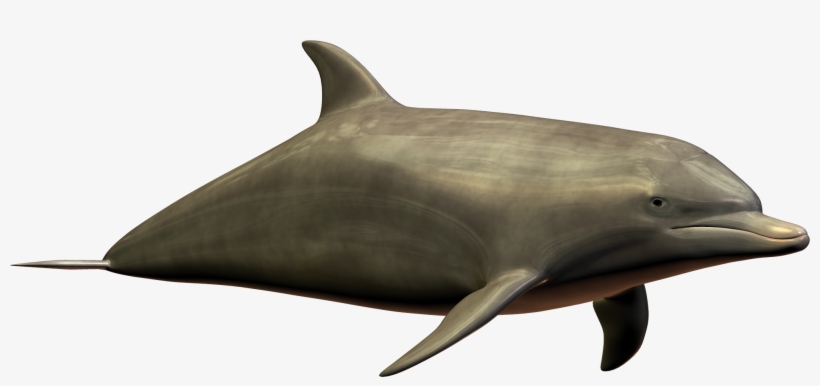 Dolphin Png Image - Dolphin, transparent png