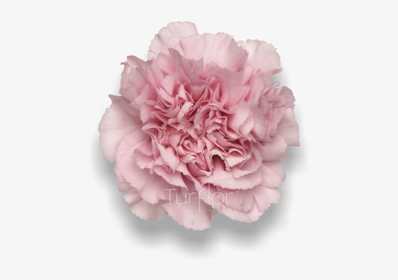 Damina - Carnation, transparent png