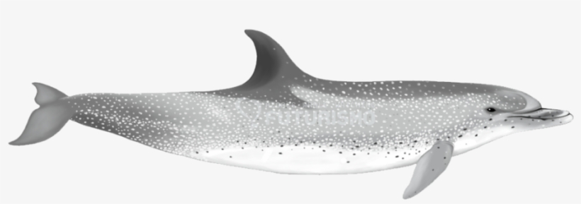 Spotted Dolphins Are Characterised By Their Colouration - Atlantic Spotted Dolphin Png, transparent png