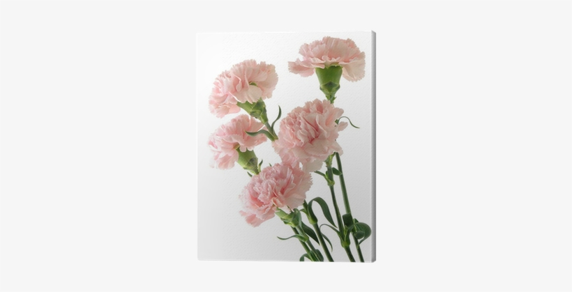 Pink, transparent png