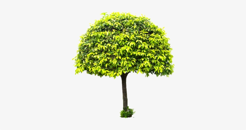 Lucky Plant - Catalpas, transparent png