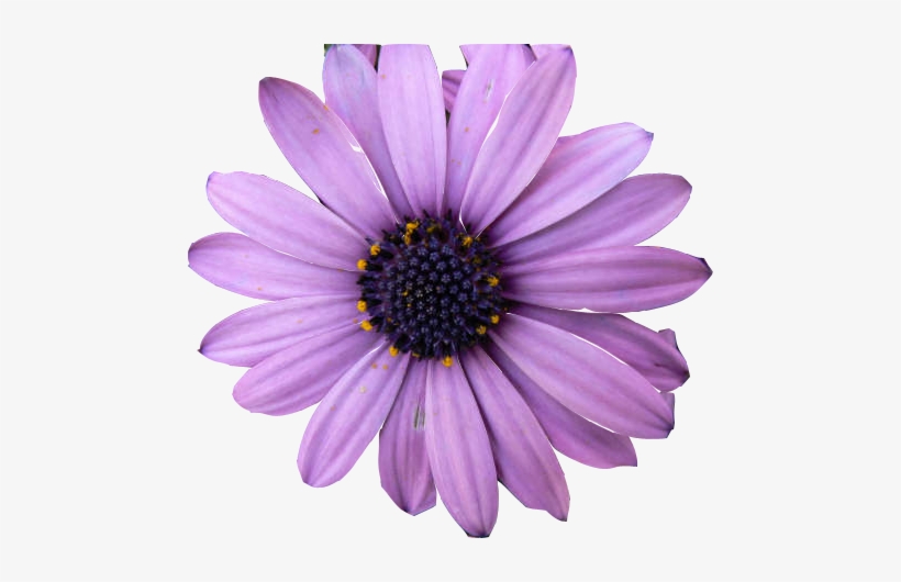 Cape Marguerite, transparent png