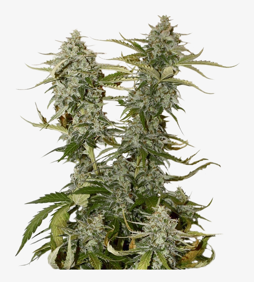Candy Dawg Kush Feminized, transparent png