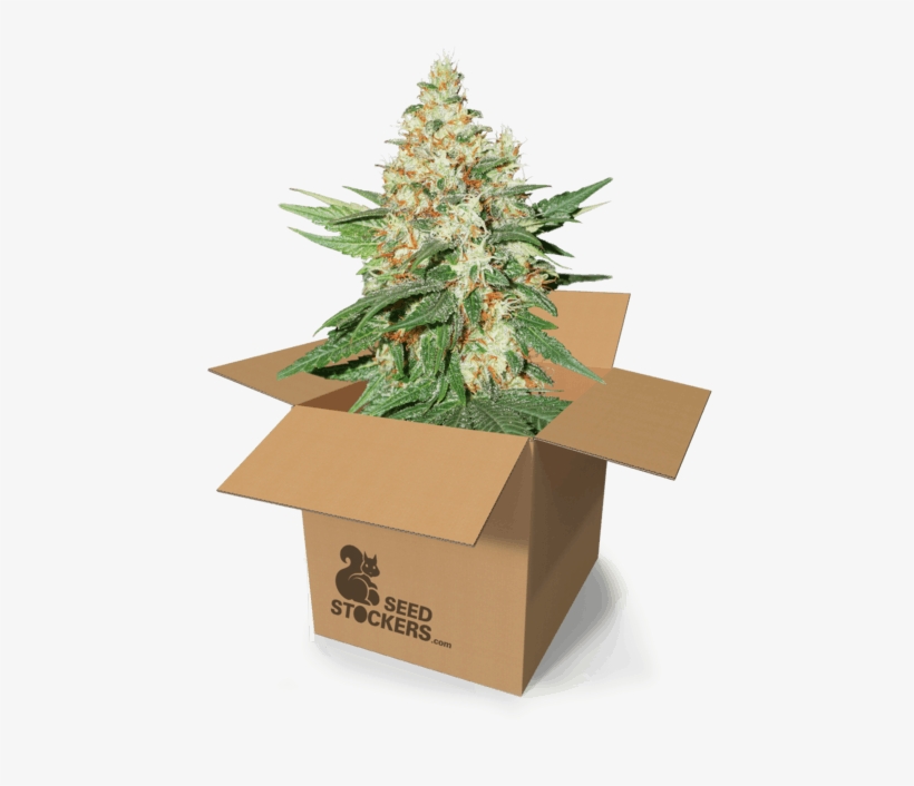 Kush - Box, transparent png