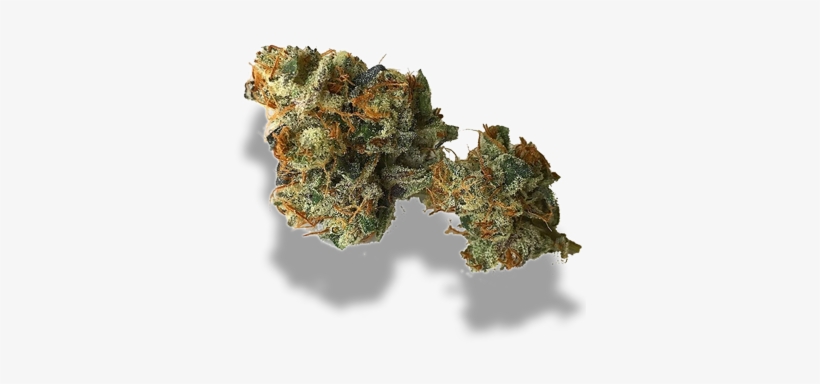 Our Signature Strain - Plant Pathology, transparent png