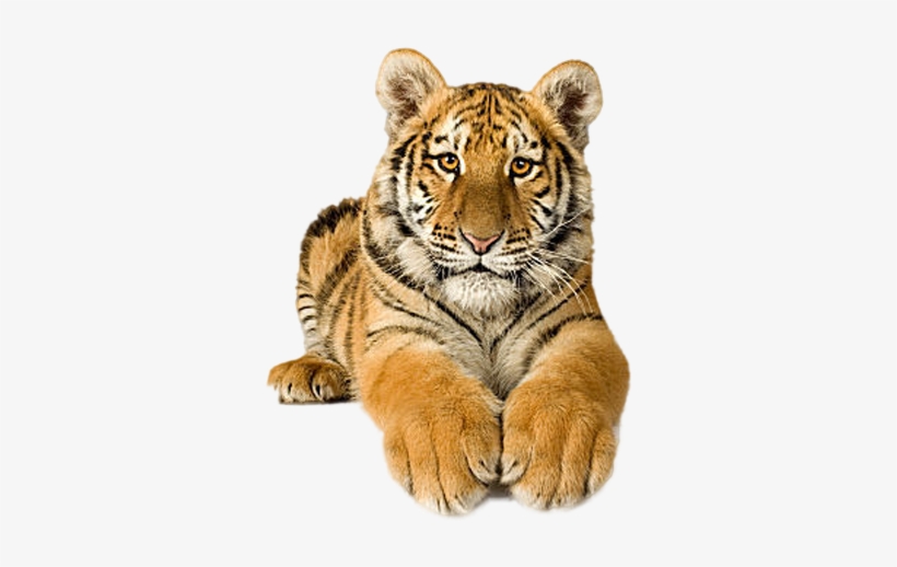 Tigres En Movimiento Gif - Picsart Png Tiger, transparent png