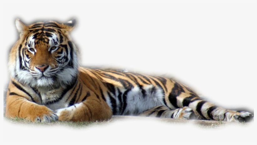 Tubes Tigres En Png - Mike The Tiger Iphone, transparent png