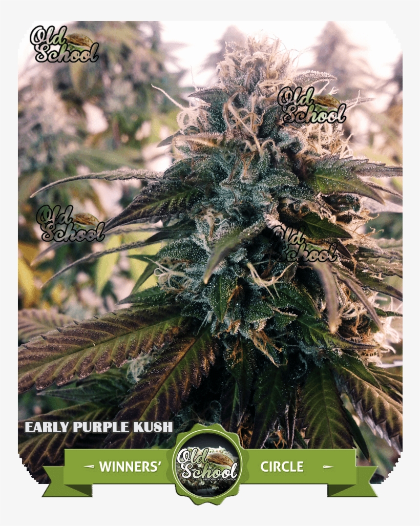 Early Purple Kush Cup Winner - Purple Kush 7 Weeks Flowering, transparent png