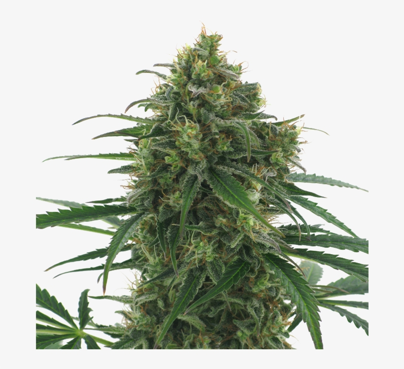 Some More Breadcrumbs - Master Kush Cannabis, transparent png