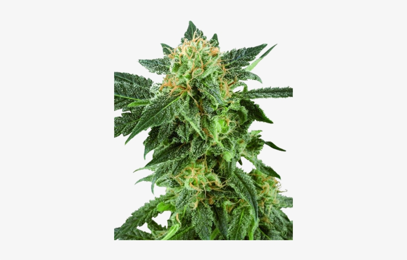 American Haze Feminized Cannabis Seeds - American Haze, transparent png