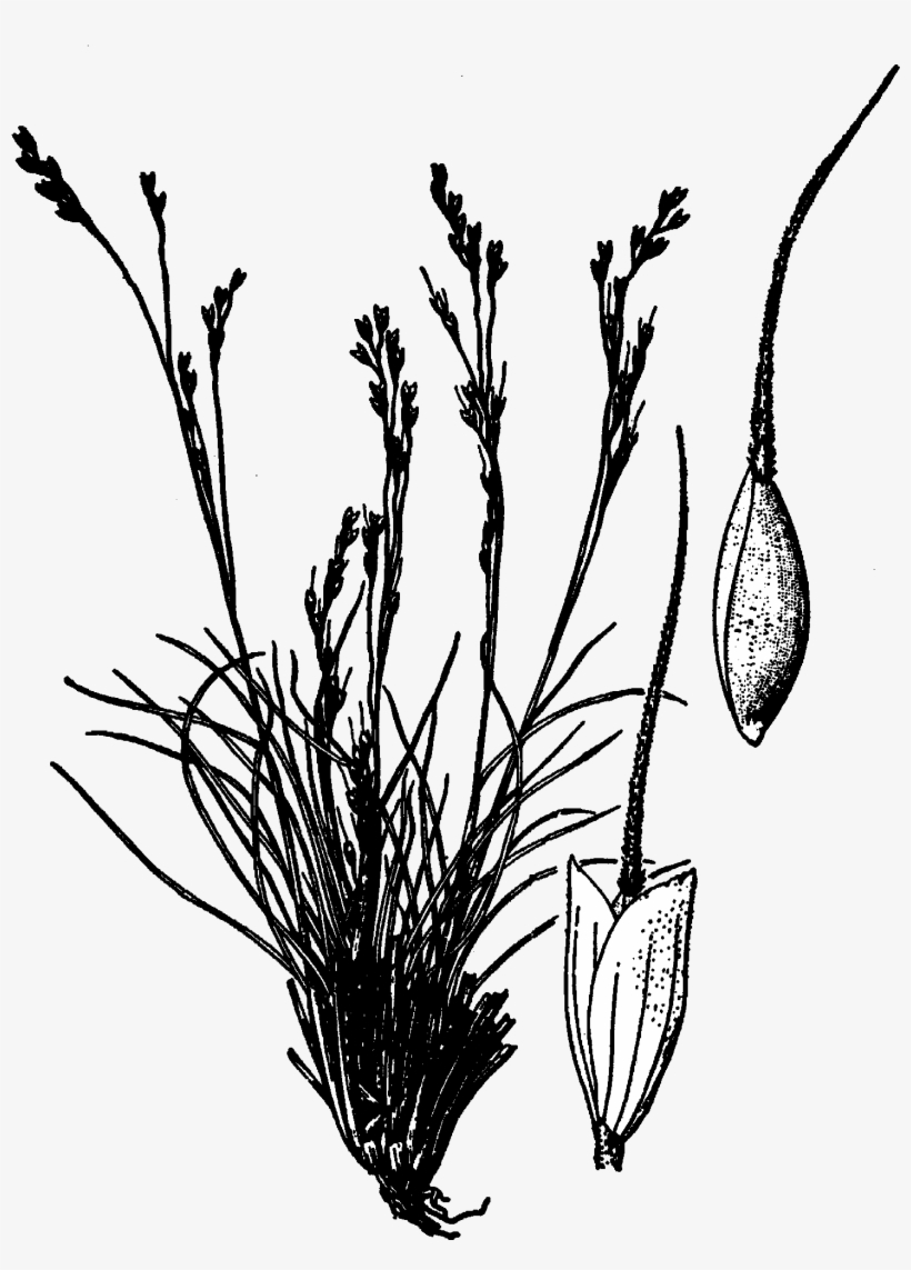 Achnatherum Hendersonii Drawing - Line Art, transparent png