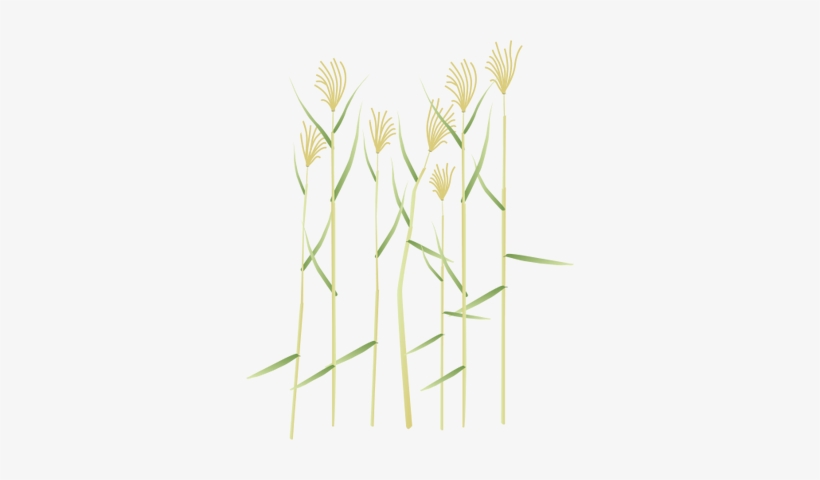 Ian Symbol Phragmites Australis - Phragmites Australis, transparent png