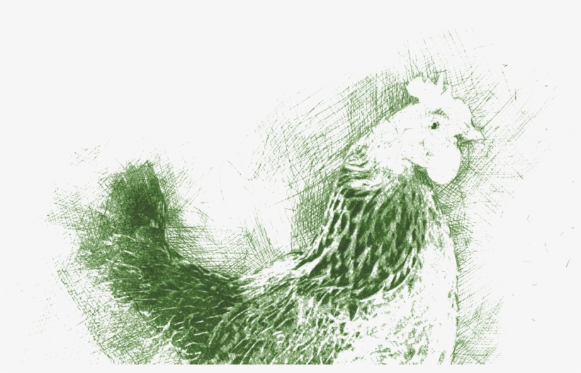 Grass, transparent png