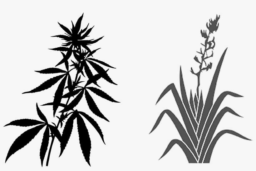 Industrial Hemp Can Grow 4 Metres In 90 100 Days And - Weed Plant Black And White, transparent png