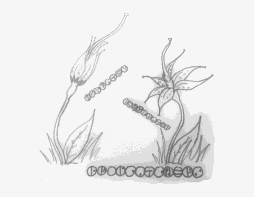Dropcatcher Plant - Sketch, transparent png