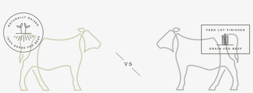 Grass Fed Vs Grain Fed Cattle - Drawing, transparent png