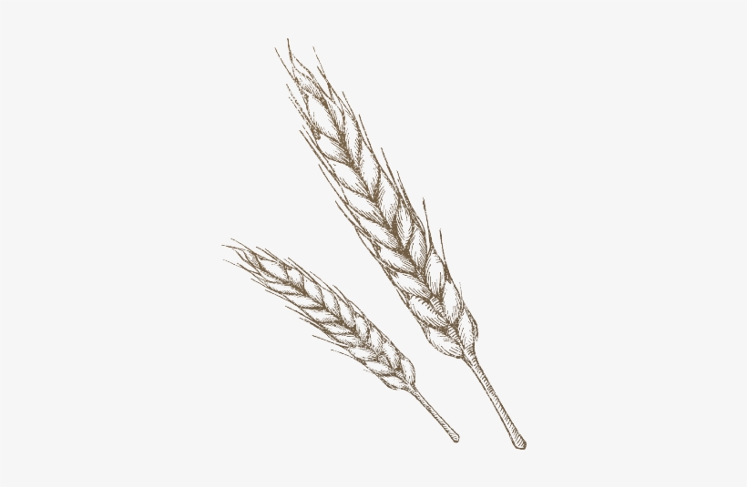 The 350° Bakehouse Is Filled With Fresh Artisan Goods - Wheat Drawing Png, transparent png