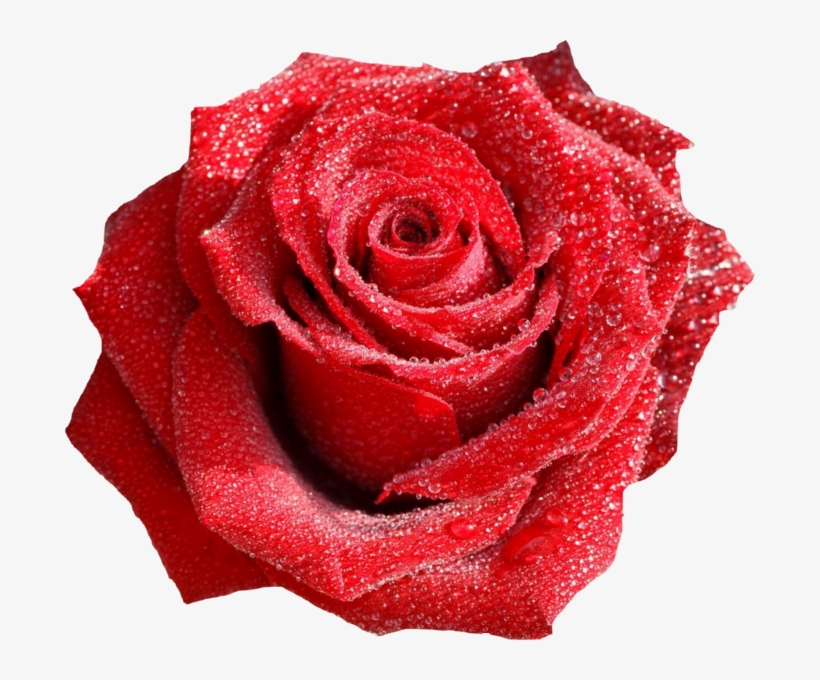 Rose With Dew Drops - Red Rose With Dew Drops Png, transparent png