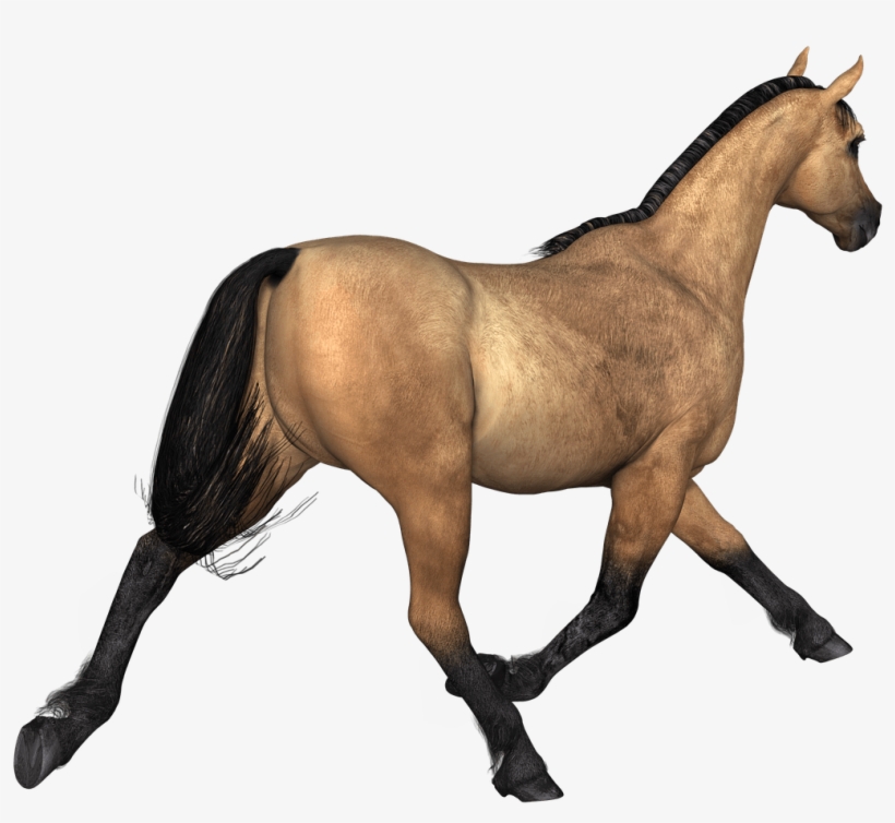 Animals - Horse, transparent png