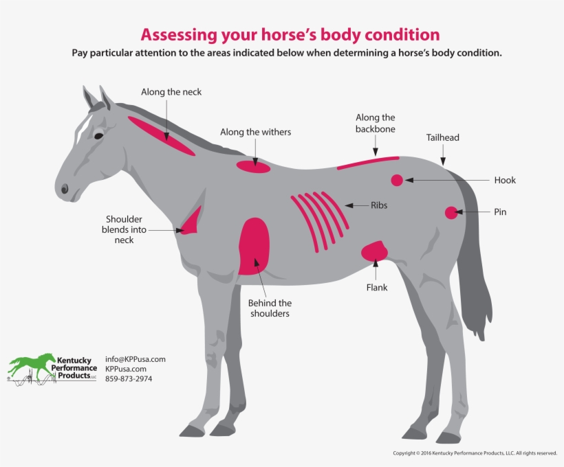 How To Evaluate Your Horses Weight - Mane, transparent png